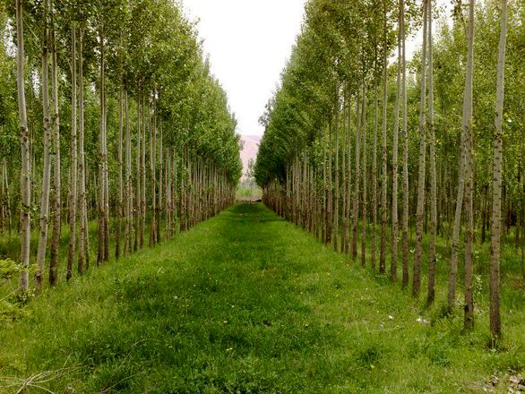 غربت بیمه نامه جنگل برای صنعت بیمه ۸۰ساله غربت بیمه نامه جنگل برای صنعت بیمه ۸۰ساله