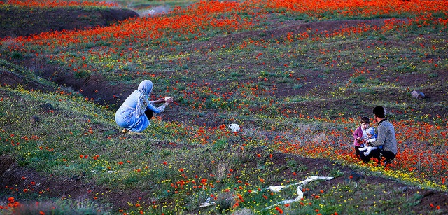 سفر به دشت شقایق‌های کالپوش