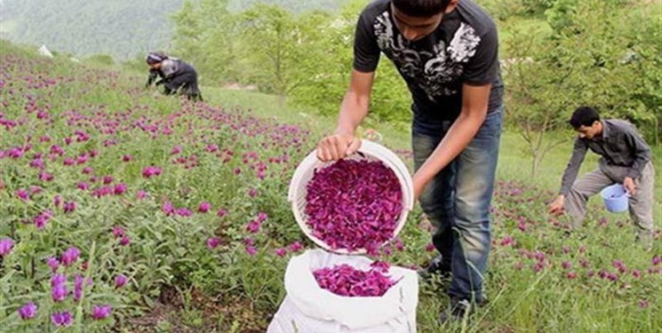 خبر خوش برای کشاورزانی که گیاهان دارویی میکارند خبر خوش برای کشاورزانی که گیاهان دارویی میکارند