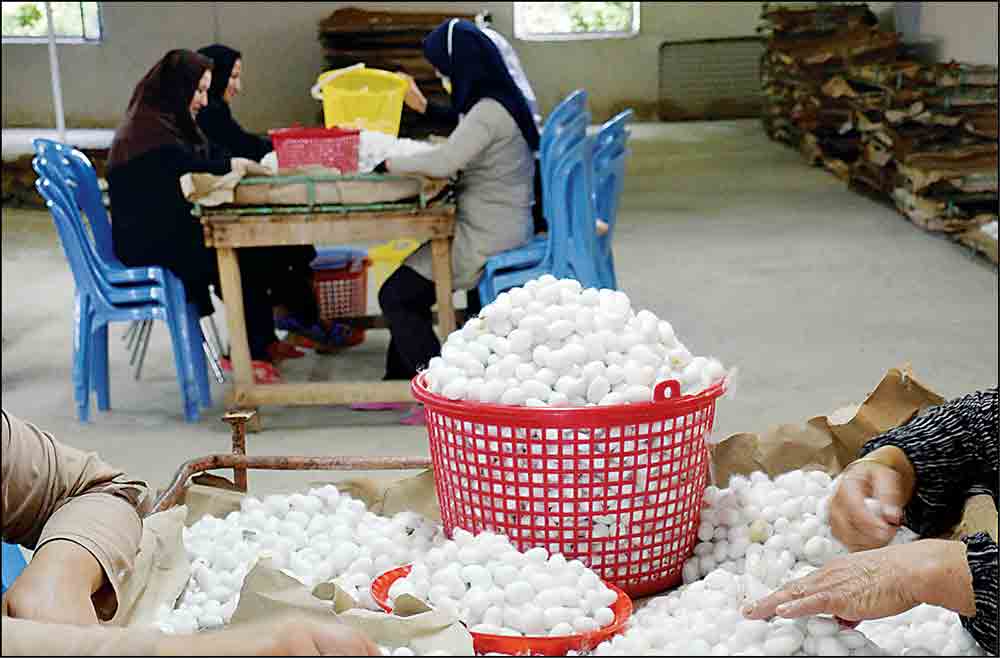 ابریشم به اقتصاد شمال بازمیگردد ابریشم به اقتصاد شمال بازمیگردد
