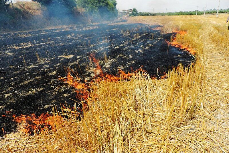 ۶هکتار از مراتع و کشتزارهای قصرشیرین آتش گرفت ۶هکتار از مراتع و کشتزارهای قصرشیرین آتش گرفت
