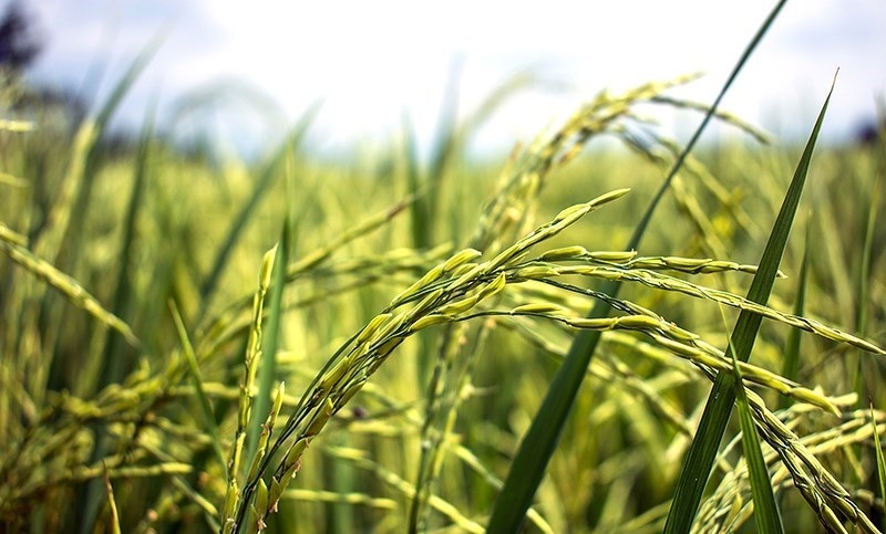 محدودیت 3ساله برای کشت برنج در استانهای غیرشمالی محدودیت 3ساله برای کشت برنج در استانهای غیرشمالی