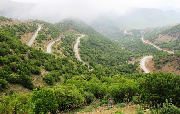 تراژدی مرگ هزاران بلوط تراژدی مرگ هزاران بلوط