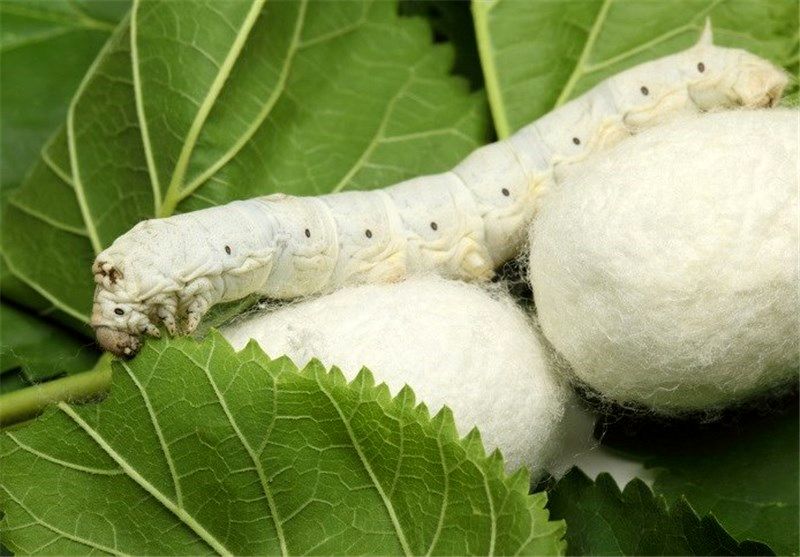 کالاهای اقتصادی مهمی که حشرات تولید میکنند کالاهای اقتصادی مهمی که حشرات تولید میکنند