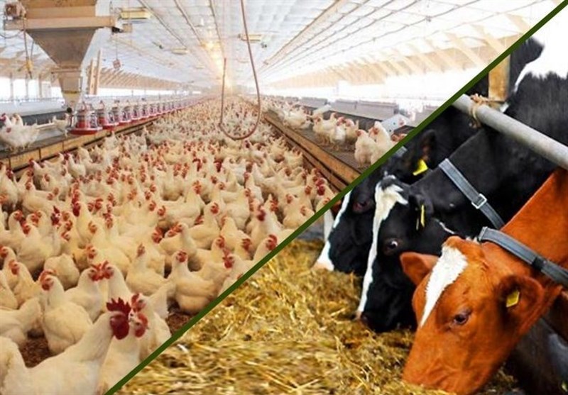 قیمت مصوب سبوس ۴ماهه ۱۵۰درصد گران شد قیمت مصوب سبوس ۴ماهه ۱۵۰درصد گران شد