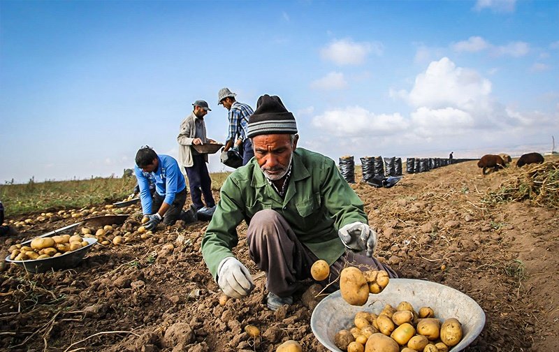 روزگار ناخوش سیبزمینی روزگار ناخوش سیبزمینی