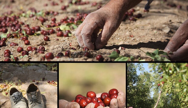 اعتبار یاقوت کویر زیر پای دلالان اعتبار یاقوت کویر زیر پای دلالان