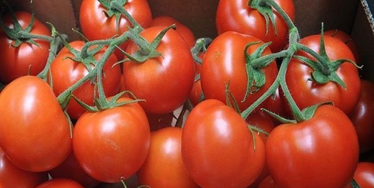 مشکل اقتصاد گوجه فرنگی کجاست؟ مشکل اقتصاد گوجه فرنگی کجاست؟