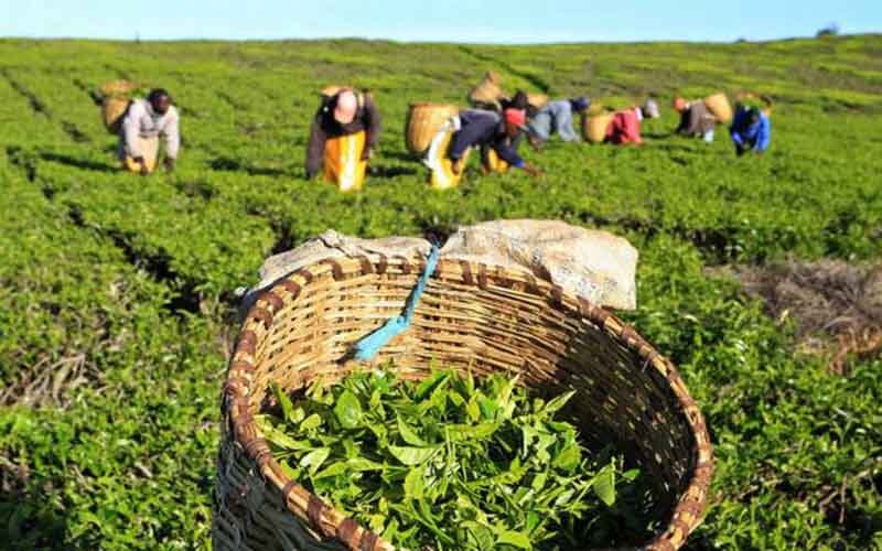 خبر تازه رئیس سازمان چای کشور برای چایکاران خبر تازه رئیس سازمان چای کشور برای چایکاران