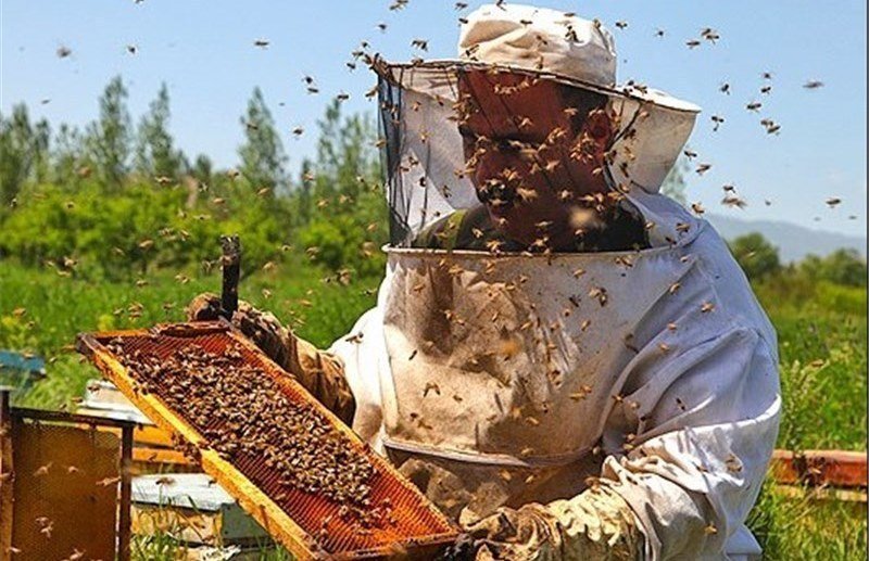 عسل تقلبی کیلویی ۱۱۰هزار تومان! عسل تقلبی کیلویی ۱۱۰هزار تومان!