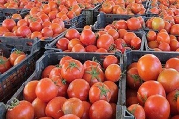 ۲۴۰هزار تن گوجه فرنگی از کشاورزان خریداری شد ۲۴۰هزار تن گوجه فرنگی از کشاورزان خریداری شد