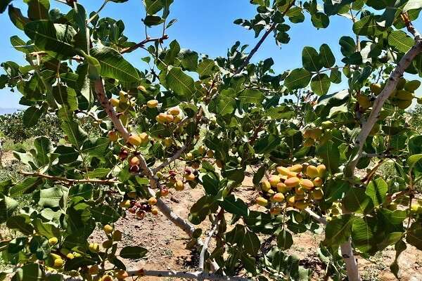 موفقیت چشمگیر عرضه پسته در ابتدای راه/ امیدواری به افزایش حجم معاملات در روزهای آتی موفقیت چشمگیر عرضه پسته در ابتدای راه/ امیدواری به افزایش حجم معاملات در روزهای آتی