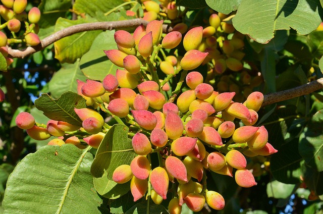 چشمانداز قیمت طلای سبز در سال جاری/ راه اندازی معاملات گواهی سپرده و قراردادهای آتی پسته عاملی موثر برای شفافیت چشمانداز قیمت طلای سبز در سال جاری/ راه اندازی معاملات گواهی سپرده و قراردادهای آتی پسته عاملی موثر برای شفافیت