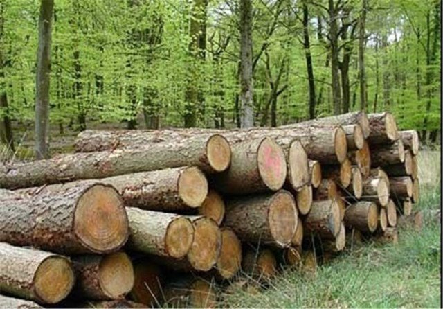 روایتی تلخ از قاچاق چوب در جنگلهای طارم روایتی تلخ از قاچاق چوب در جنگلهای طارم