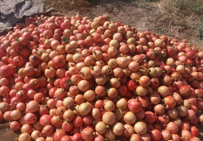 خرید توافقی انار مازاد باغداران و قطع دست دلالان خرید توافقی انار مازاد باغداران و قطع دست دلالان
