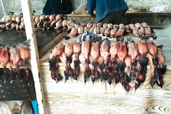 مافیای مهاجرکش مافیای مهاجرکش