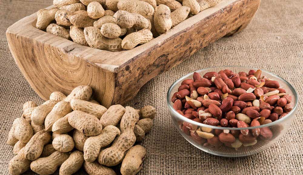 برداشت بادام زمینی آستانه رو به اتمام است برداشت بادام زمینی آستانه رو به اتمام است