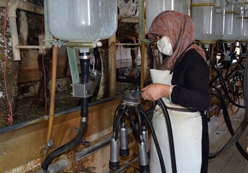رئیس دامداران: شیر گران نشده است رئیس دامداران: شیر گران نشده است