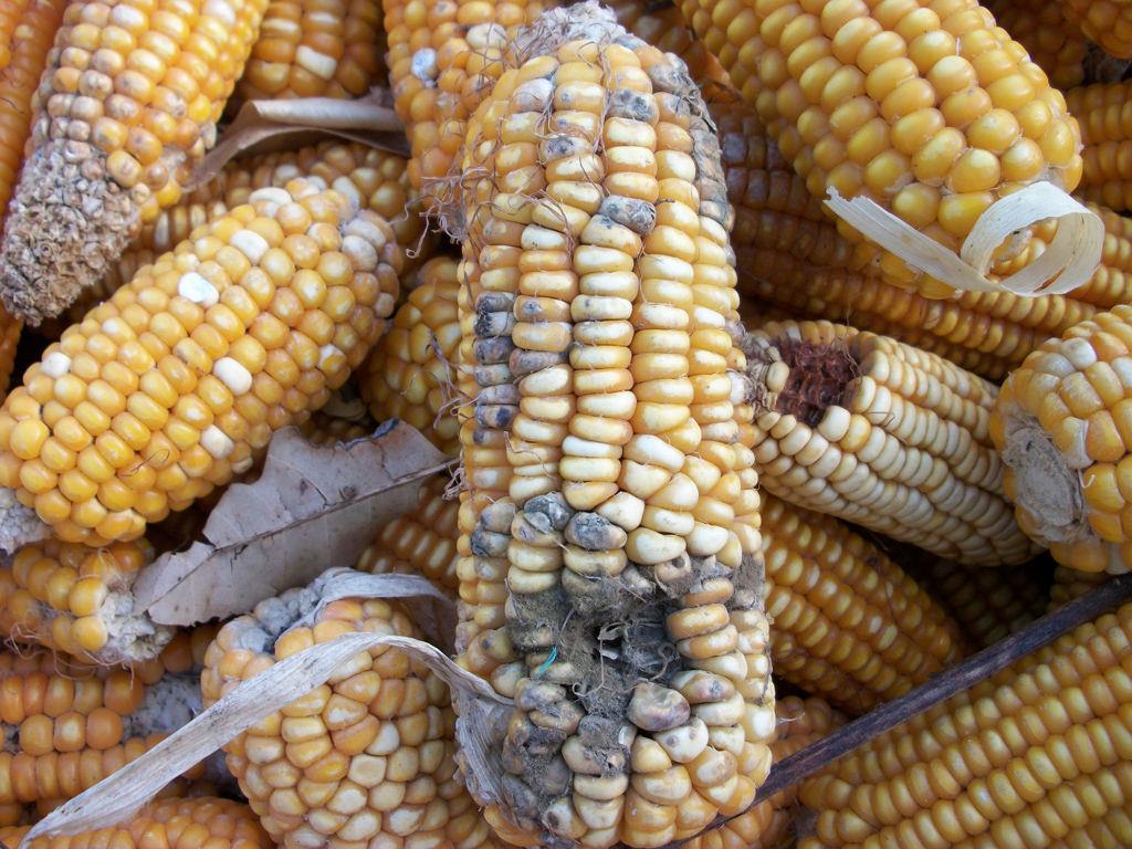 ذرتهای آلوده، انهدام یا بازگشت؟ ذرتهای آلوده، انهدام یا بازگشت؟