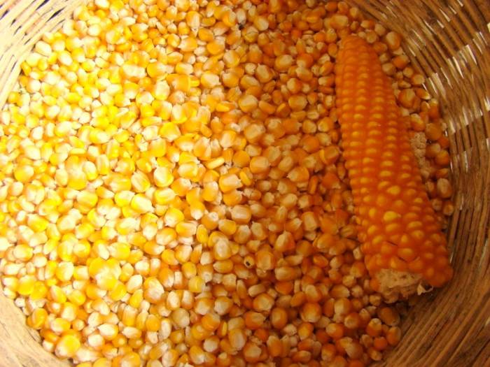 تمام ذرتهای آلوده به خارج از کشوراعاده میشود تمام ذرتهای آلوده به خارج از کشوراعاده میشود