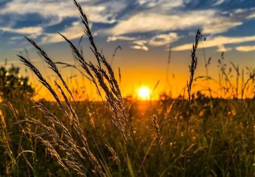 تعیین نرخ تضمینی خرید گندم در سال۹۹ تعیین نرخ تضمینی خرید گندم در سال۹۹