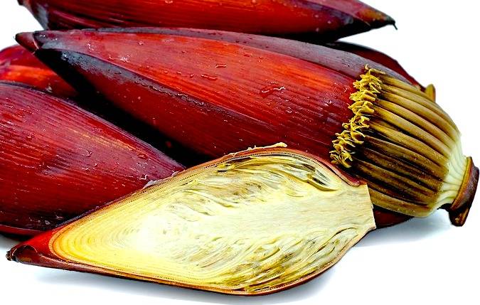 خواص گل درخت موز +عکس خواص گل درخت موز +عکس