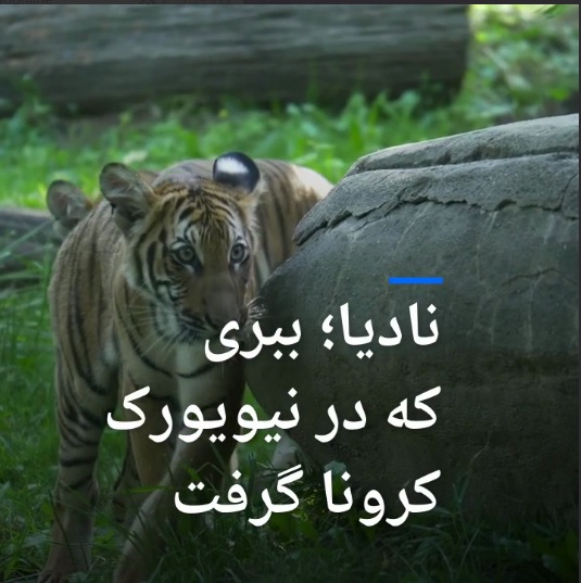 نادیا؛ ببری که در نیویورک کرونا گرفت +فیلم نادیا؛ ببری که در نیویورک کرونا گرفت +فیلم