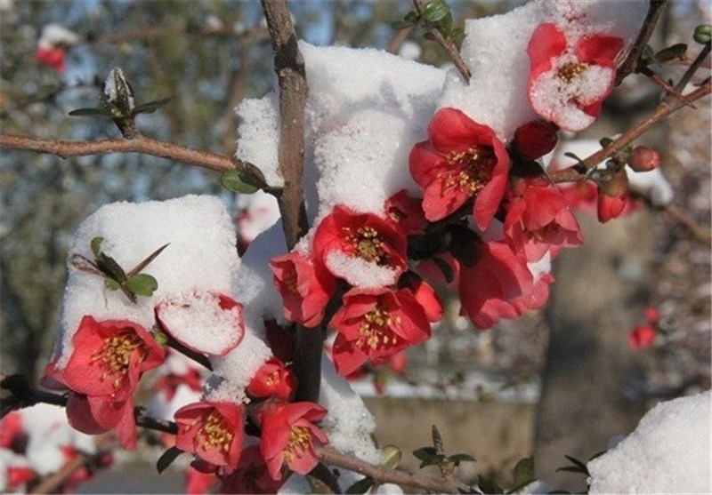 آمادگی کشاورزان خسارتهای سرمازدگی را کاهش داد آمادگی کشاورزان خسارتهای سرمازدگی را کاهش داد