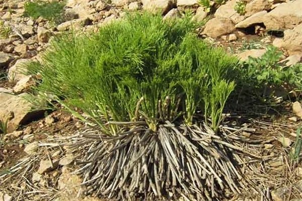 التیام زخمهای طبیعت با باران و کرونا التیام زخمهای طبیعت با باران و کرونا