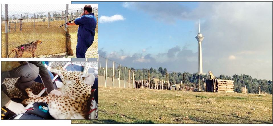 جدال بر سر تکثیر یوزهای ایرانی جدال بر سر تکثیر یوزهای ایرانی