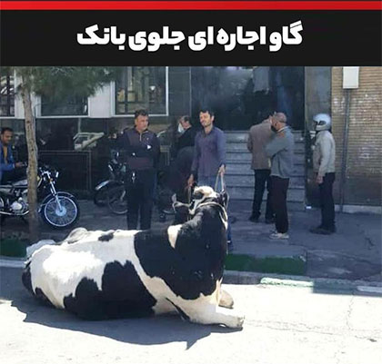 توضیح بانک ملی ایران درباره تقاضای تسویه بدهی با گاو توضیح بانک ملی ایران درباره تقاضای تسویه بدهی با گاو