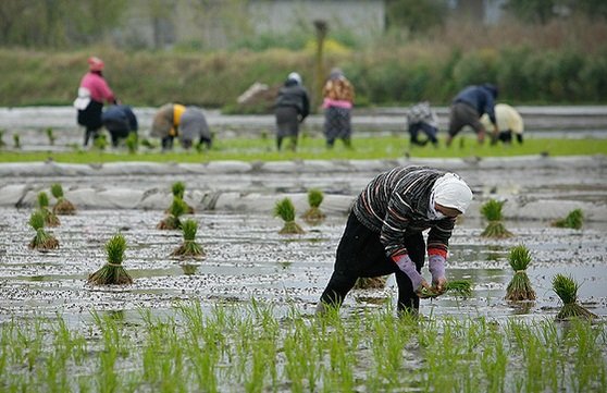 چالشهای کسبوکارهای روستایی در دوران کرونا چالشهای کسبوکارهای روستایی در دوران کرونا