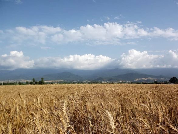 کشاورزان برای زمینهای تهران سر و دست میشکنند کشاورزان برای زمینهای تهران سر و دست میشکنند