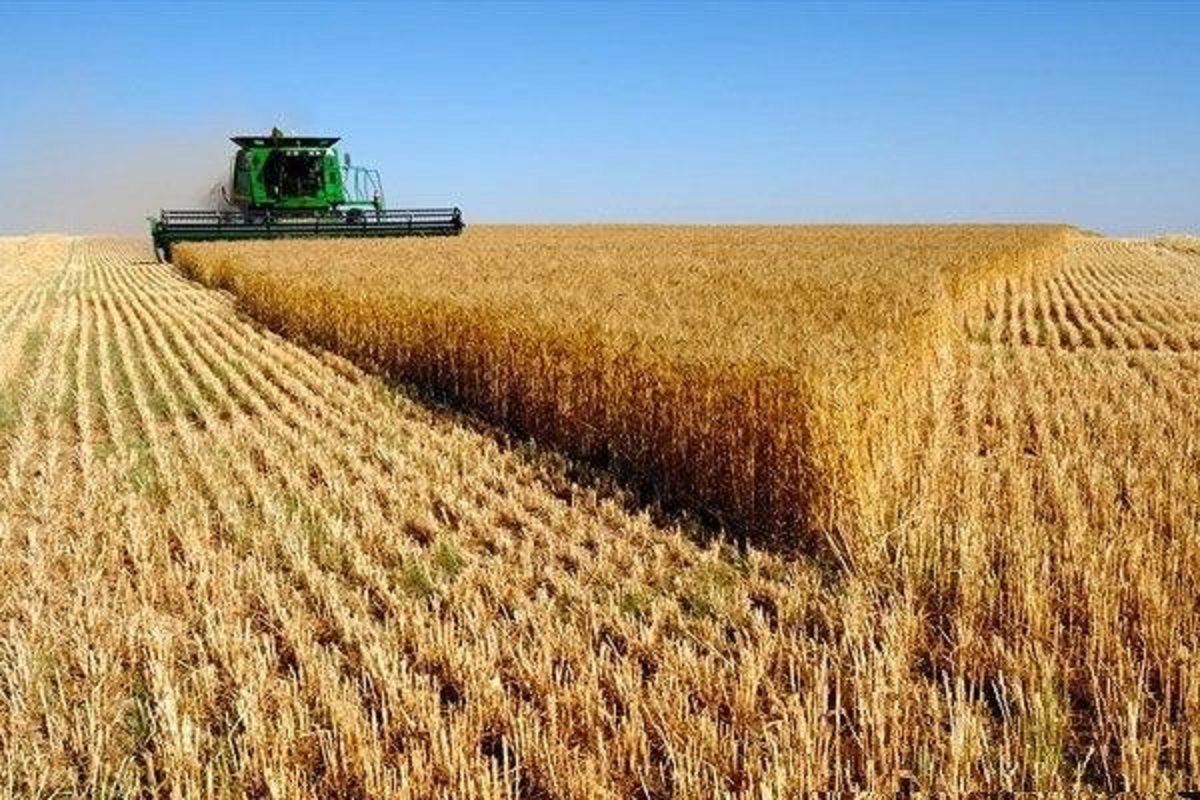 افزایش خرید تضمینی گندم در ۱۹استان افزایش خرید تضمینی گندم در ۱۹استان