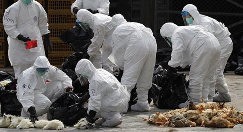 آنفلوانزای فوق حاد تعدادی از پرندگان در قم تایید شد آنفلوانزای فوق حاد تعدادی از پرندگان در قم تایید شد