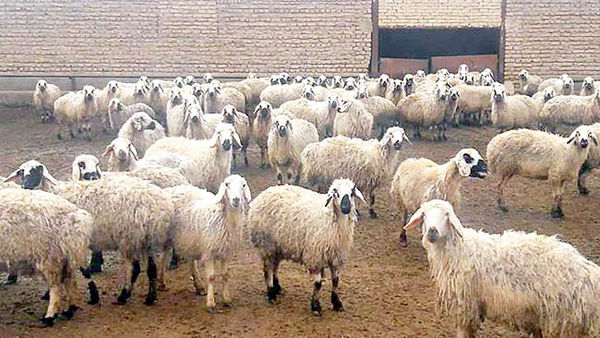 صادرات دام در دام سیاستی صادرات دام در دام سیاستی