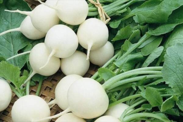 ترب سفید؛ گیاهی موثر در زیبایی پوست و مو ترب سفید؛ گیاهی موثر در زیبایی پوست و مو