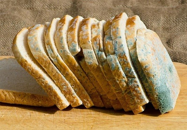 کپک؛ مهمان فضاهای گرم و مرطوب کپک؛ مهمان فضاهای گرم و مرطوب