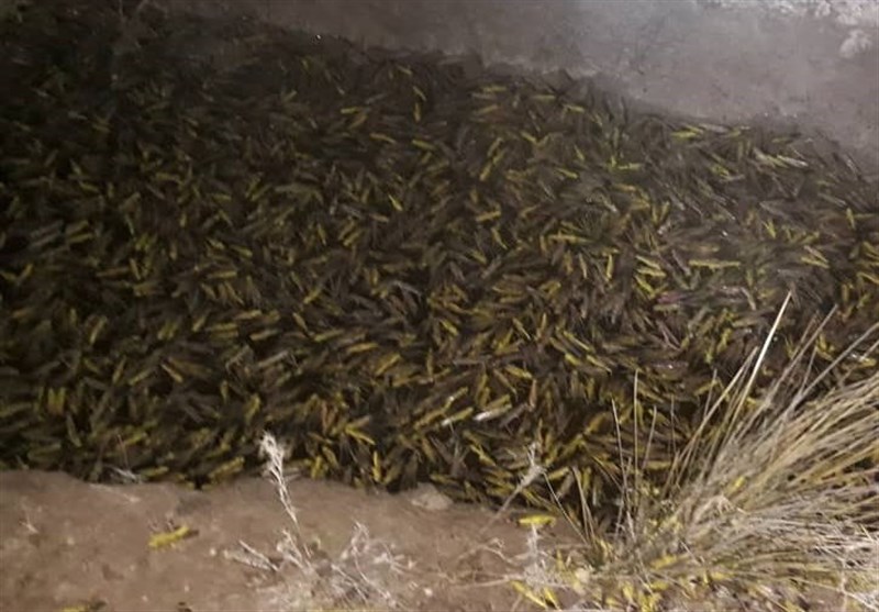 ملخهای صحرایی طی ۷تا ۱۵روز آینده به ایران میرسند ملخهای صحرایی طی ۷تا ۱۵روز آینده به ایران میرسند