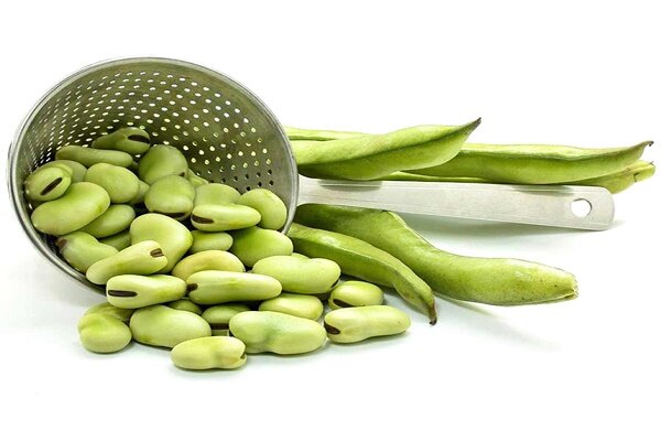 فاویسم بیماری دوران کودکی است فاویسم بیماری دوران کودکی است