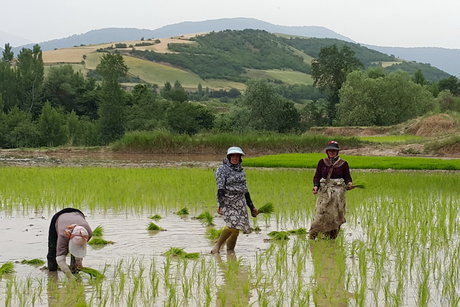 مدت زمان زنده ماندن کرونا در گلولای مدت زمان زنده ماندن کرونا در گلولای