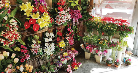 خار درپای گلفروشان خار درپای گلفروشان