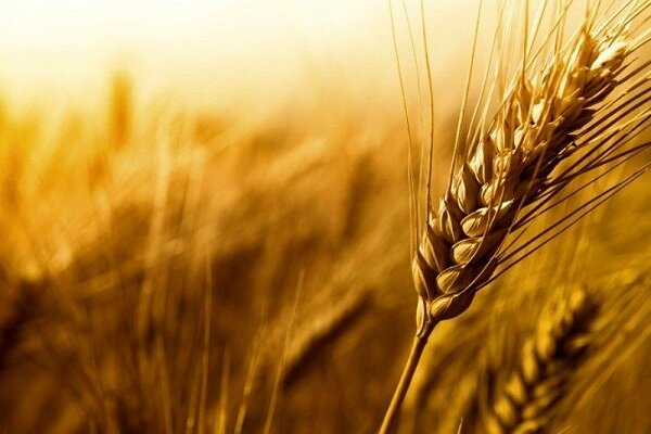 خرید تضمینی گندم از یک میلیون تن فراتر رفت