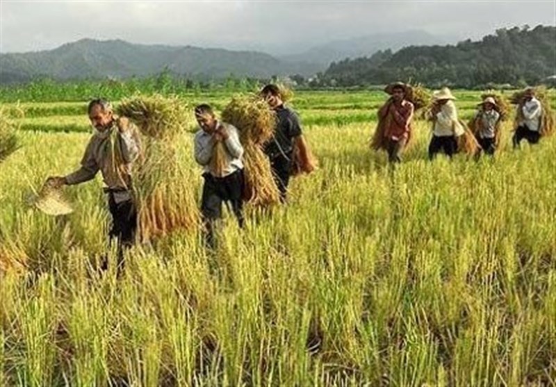 جزئیات مزد کارگران در بخش کشاورزی جزئیات مزد کارگران در بخش کشاورزی