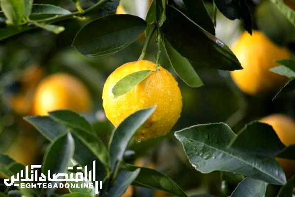 عرضه لیموترش با نرخ مصوب در میادین میوه و تره بار