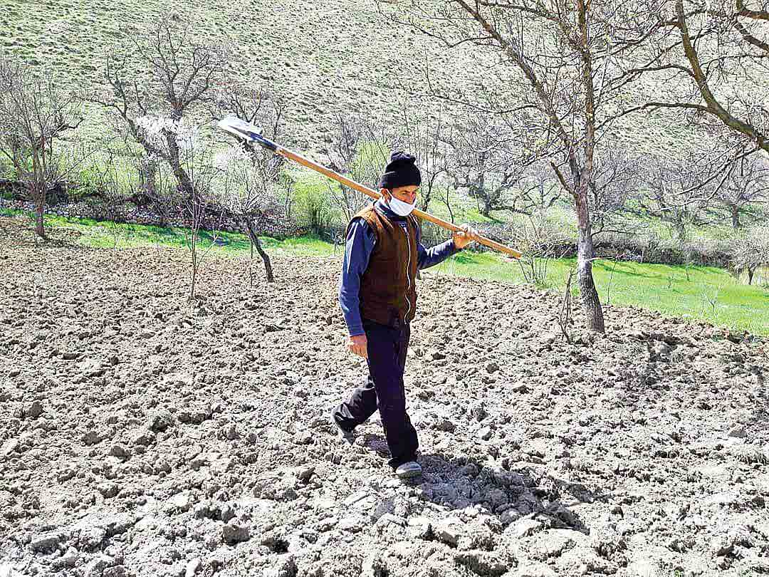 بحران کشاورزی از کشت بهاره پیداست بحران کشاورزی از کشت بهاره پیداست