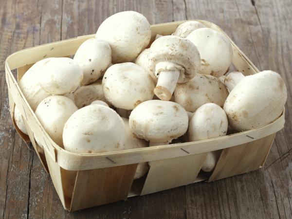 قیمت قارچ و جوانه در میادین میوه و تره بار اعلام شد قیمت قارچ و جوانه در میادین میوه و تره بار اعلام شد