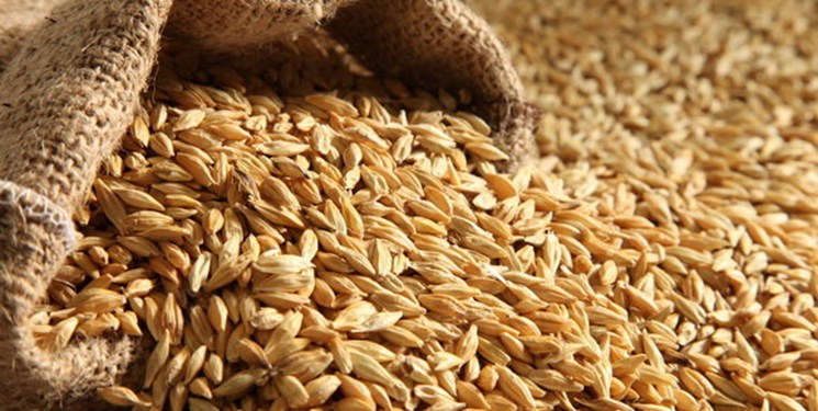 قیمت عرضه جو وارداتی 1500تومان شد قیمت عرضه جو وارداتی 1500تومان شد