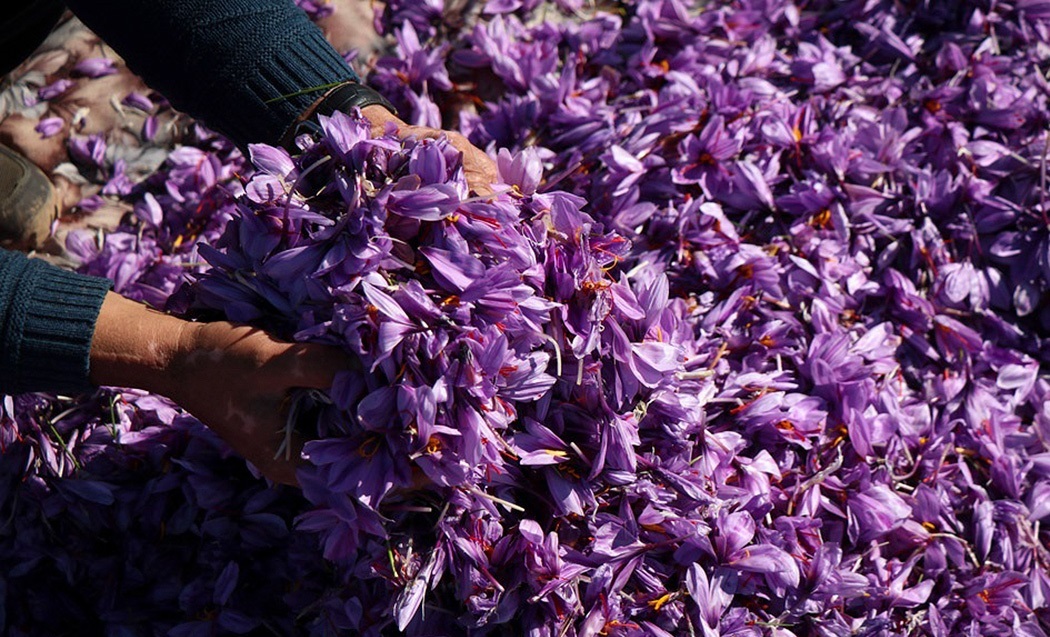 فروش طلا، خودرو و خانه براى خرید زعفران فروش طلا، خودرو و خانه براى خرید زعفران