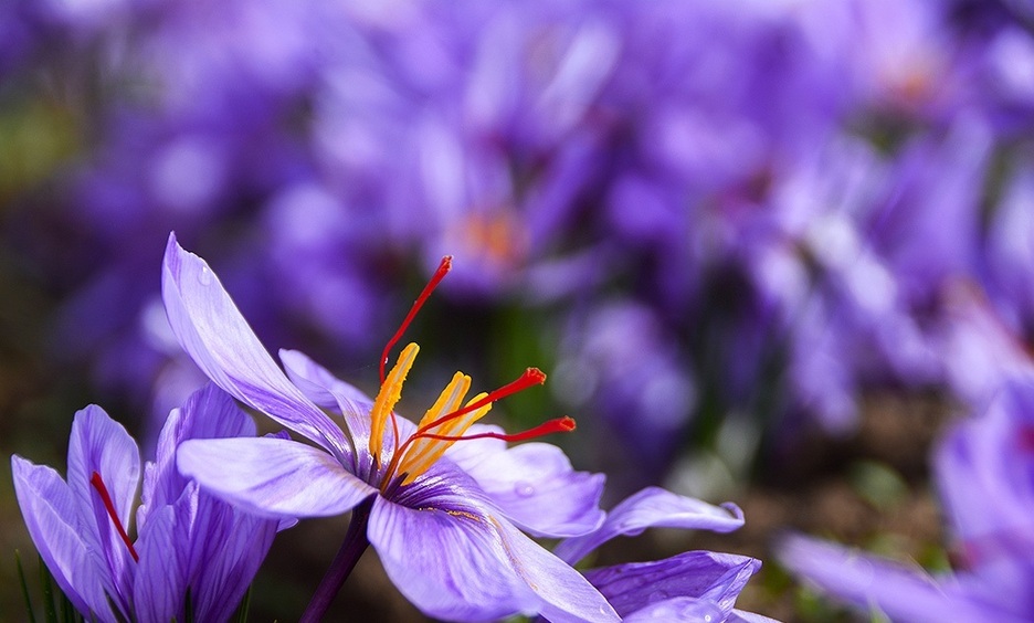 پشت پرده سخنان معاون وزیر درباره زعفران چیست؟ +فیلم